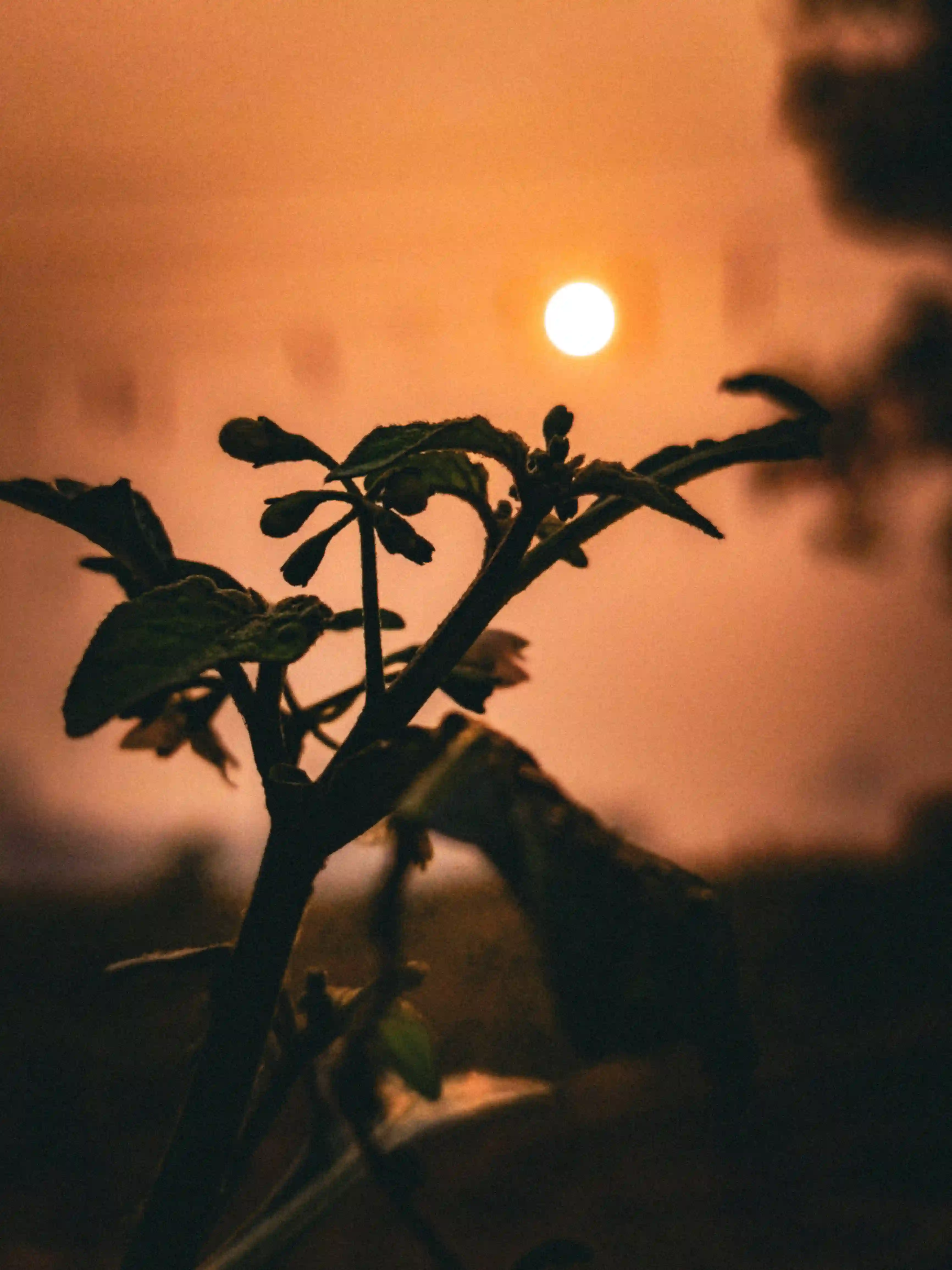 Plant with Sun Aesthetic Photo
